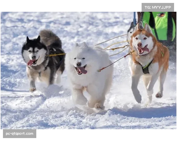 KHL总决赛落幕，马格尼托哥尔斯克冶金队4-1击败圣彼得堡陆军卫冕成功